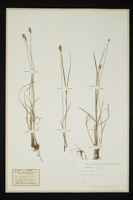 Carex brizoides