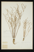 Juncus bufonius