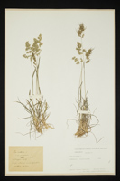 Poa bulbosa