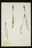 Poa bulbosa