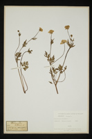 Ranunculus bulbosus