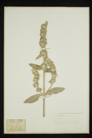 Stachys byzantina