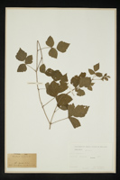 Rubus caesius