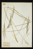 Deschampsia caespitosa