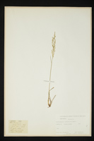 Deschampsia caespitosa