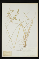 Deschampsia caespitosa