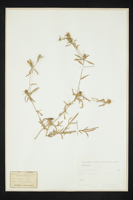Centaurea calcitrapa