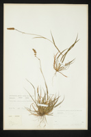 Tofieldia calyculata