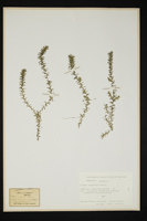 Elodea canadensis