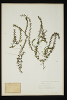 Elodea canadensis