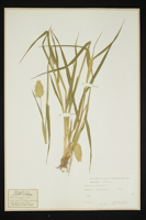 Phalaris canariensis