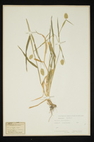 Phalaris canariensis