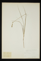 Carex canescens