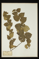 Populus canescens