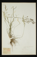 Agrostis canina
