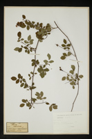 Rosa canina