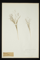 Panicum capillare