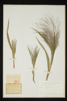 Panicum capillare