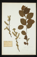 Salix caprea