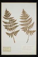 Dryopteris carthusiana