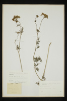 Selinum carvifolia
