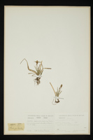 Carex caryophyllea