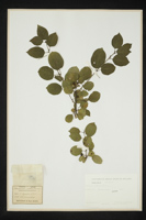 Rhamnus catharticus