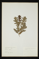 Quercus cerris