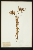 Lilium chalcedonicum