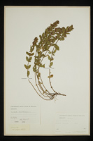 Teucrium chamaedrys