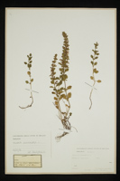 Teucrium chamaedrys