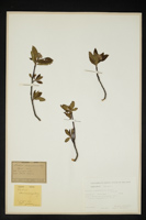Sorbus chamaespilus