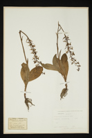 Platanthera chlorantha