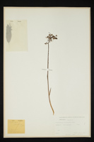 Platanthera chlorantha