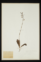 Platanthera chlorantha