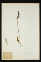 Platanthera chlorantha