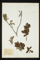 Salix cinerea