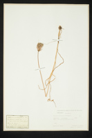Allium cirrhosum