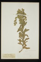 Fibigia clypeata