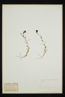 Campanula cochlearifolia
