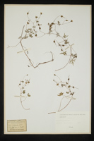 Geranium colombinum