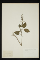 Scutellaria columnae