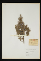 Juniperus communis