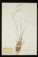 Heteropogon contortus