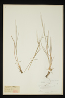 Heteropogon contortus