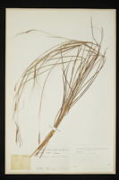 Heteropogon contortus