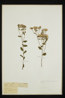 Inula conyza