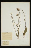 Crepis conyzaefolia