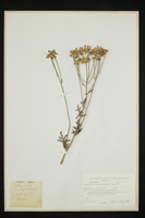 Tanacetum corymbosum