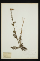 Tanacetum corymbosum